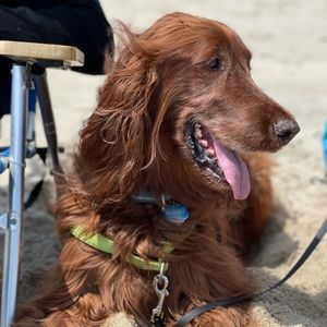 Meet your Posher, Ostap